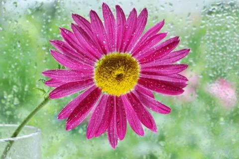 One pink chamomile on the table by the window in a glass raindrops on the win Stock-Fotos