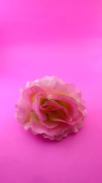 One pink flower isolated on pink background Stock Photos