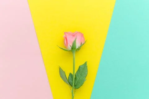 One pink rose composition for invitation, greeting card. Happy birthday,mothers Stock Photos