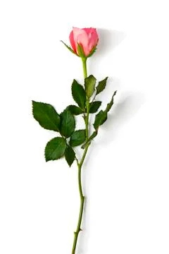 One pink rose Stock Photos