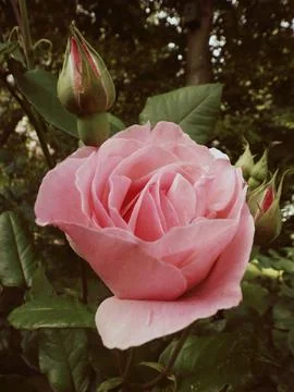 One pink rose  Stock Photos
