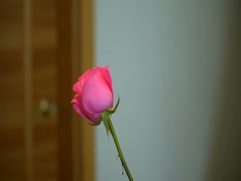 One pink rose in the room Vidéo 80220693