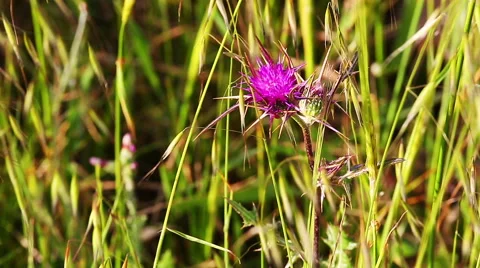 One pink thistle on wind Stock Footage 66419940
