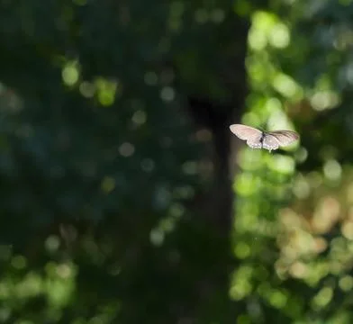One Pipevine swallowtail flying. Stock Photos