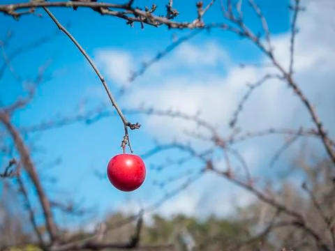 One plum Stock Photos
