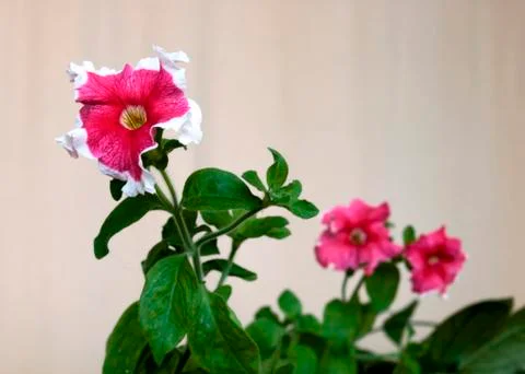 One plus two flower 库存照片