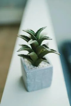 One point perspective angle small green plant Photos