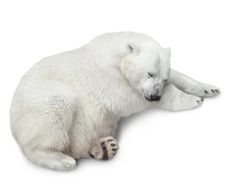 One polar bear Stock Photos