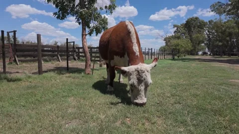 One Polled Hereford cattle grazing under blue sky in Argentinian country. 4K Stock Footage 308420543