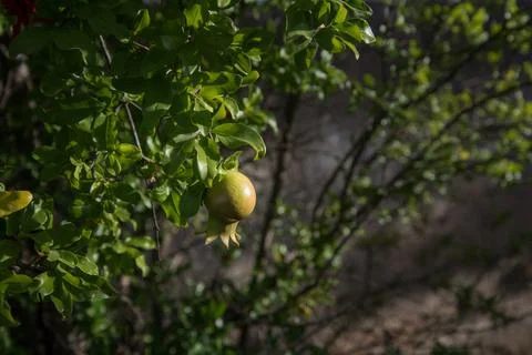 One pomegranate on a tree Stock Photos
