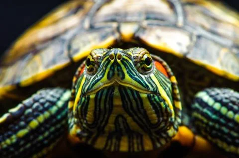 One Pond slider isolated on the black background Stock Photos
