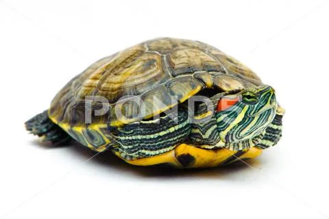 One Pond slider isolated on the white background Stock Photos