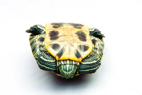 One Pond slider isolated on the white background Stock Photos