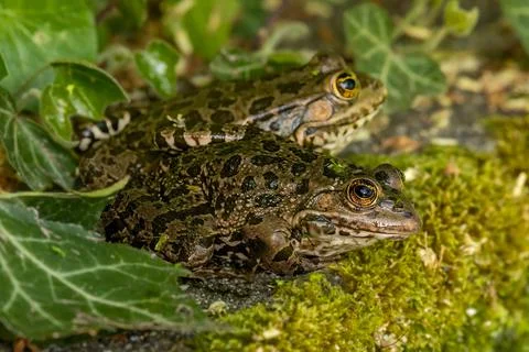 One pool frog sitting on ground in natural habitat. Pelophylax lessonae. Stock Photos