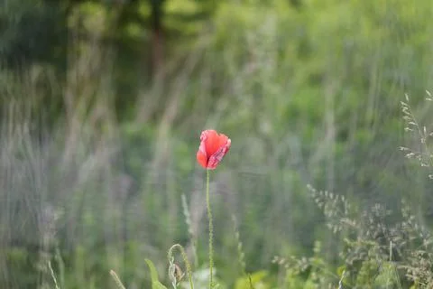 One poppy Stock Photos