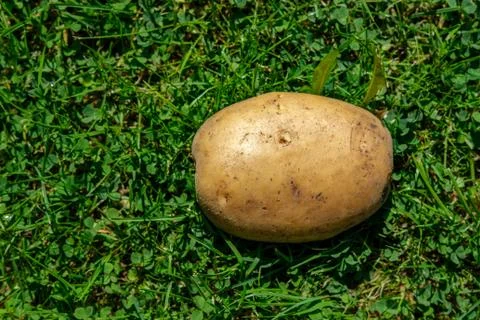 One potato is lying on the grass. Stock Photos