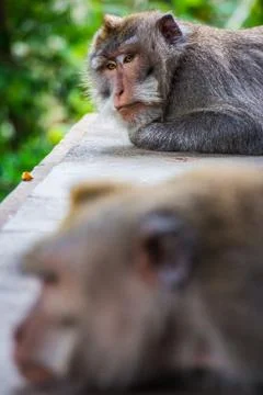 One pouting monkey gives another the silent treatment Stock Photos