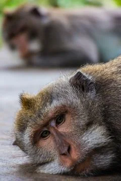 One pouting monkey gives another the silent treatment 스톡 사진
