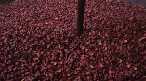 One Process of  extracting tea oil: stiring tea seeds.11s Stock Footage 41565552