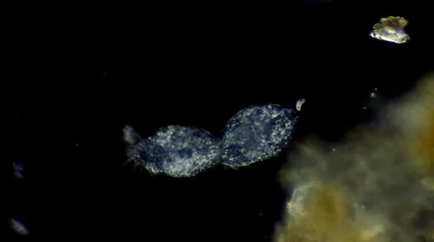 One protozoan divides into two (binary fission.) Video stock 36705377