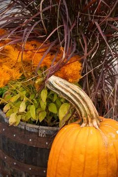 One pumpkin in a Fall display Stock Photos