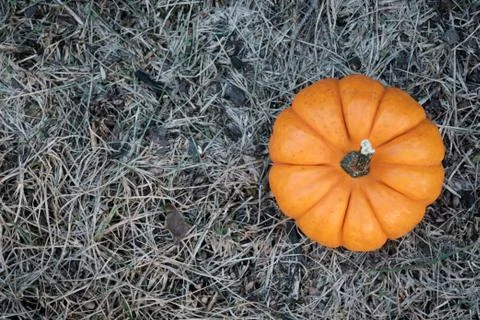 One pumpkin in the field Stock Photos