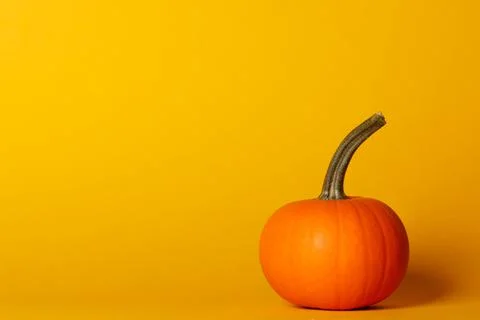 One pumpkin on orange background Stock Photos