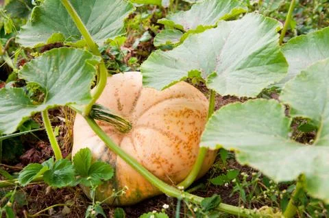 One pumpkin vegetable grow in ground Stock Photos