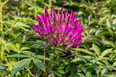 One purple and red Cleome hassleriana flower or Spinnenblume or Cleome spinos 스톡 사진