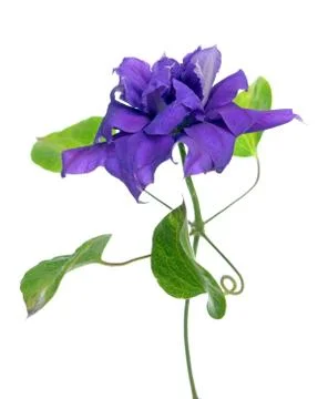 One purple clematis isolate on white Stock Photos
