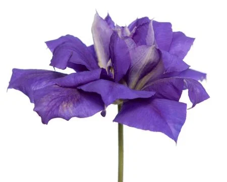 One purple clematis isolate on white Stock Photos