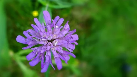 One purple flower. Stock Footage 81411626