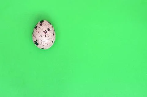 One quail egg on a light green surface, top view, empty place fo Stock Photos