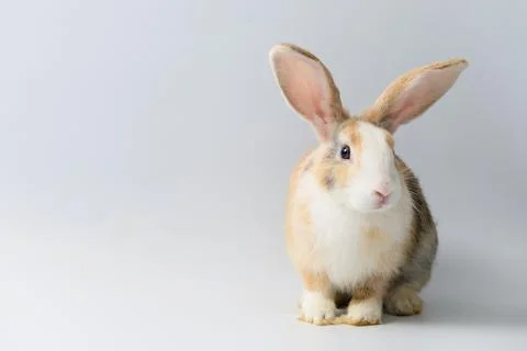 One rabbit on white background Stock Photos