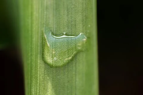 One Rain Drop on Green Leaf Stock Photos