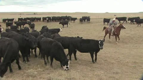 One Rancher With A Herd Of Cattle 2 動画素材 19309136