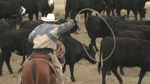 One Rancher With A Herd Of Cattle 스톡 동영상 19308916