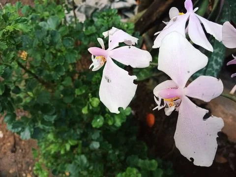 One of the Rare Orchids Stock Photos