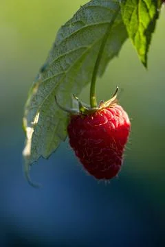 One raspberry on a branch with a green leaf and copy space for text. Growing Stock Photos
