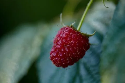 One raspberry on a branch with a green leaf and copy space for text. Growing Stock Photos
