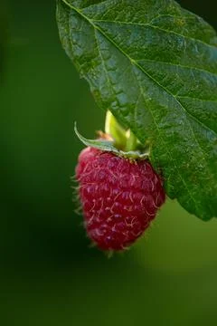 One raspberry on a branch with a green leaf and copy space for text. Growing Stock Photos