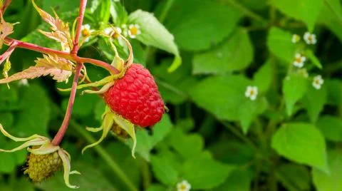 One raspberry on a branch. Stock Photos
