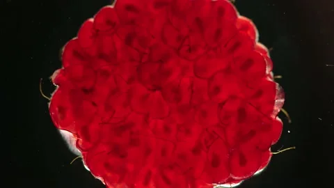 One raspberry is crushed and becomes flat Stock Footage 161180815