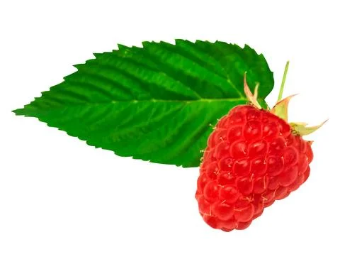 One raspberry with leaf Foto stock