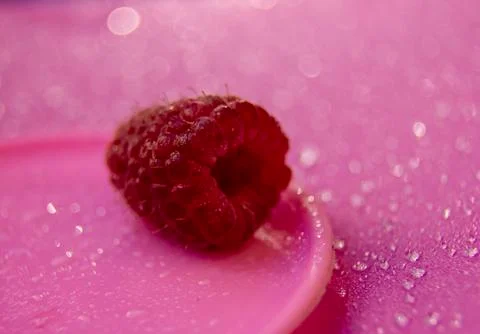 One raspberry lies on a pink plastic plate on a pink background. Bokeh Stock Photos