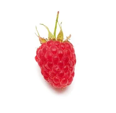 One raspberry 스톡 사진