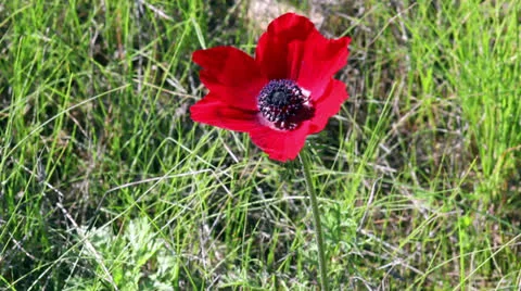 One red anemone Stock Footage 22520664