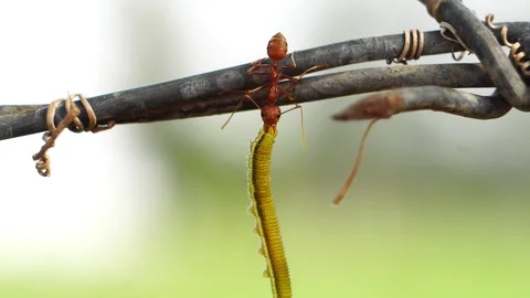 One red ant eating a worm in the daytime  Stock Footage 129172808