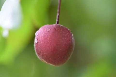 One red apple hanging in a tree as a close up Stock Photos