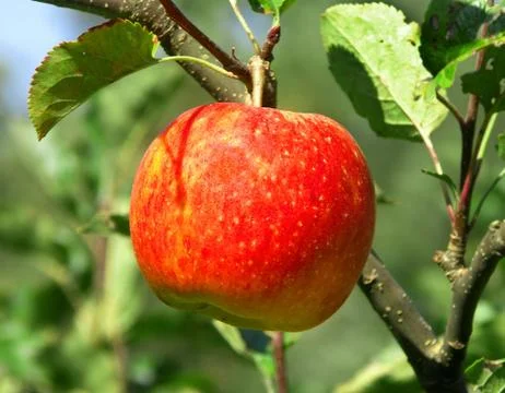 One red apple Stock Photos